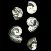 Polished Ammonite Fossil